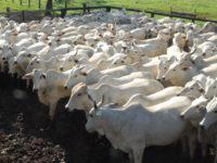 atualização de rebanho bovino, preços, arroba do boi gordo, pecuária, boi