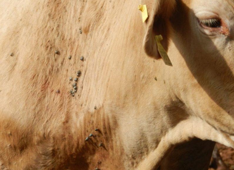 Bovinos: controle biológico ajuda evitar mortes de animais por carrapatos no RS