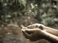 chuva planta plantinha, previsão do tempo, preservação ambiental