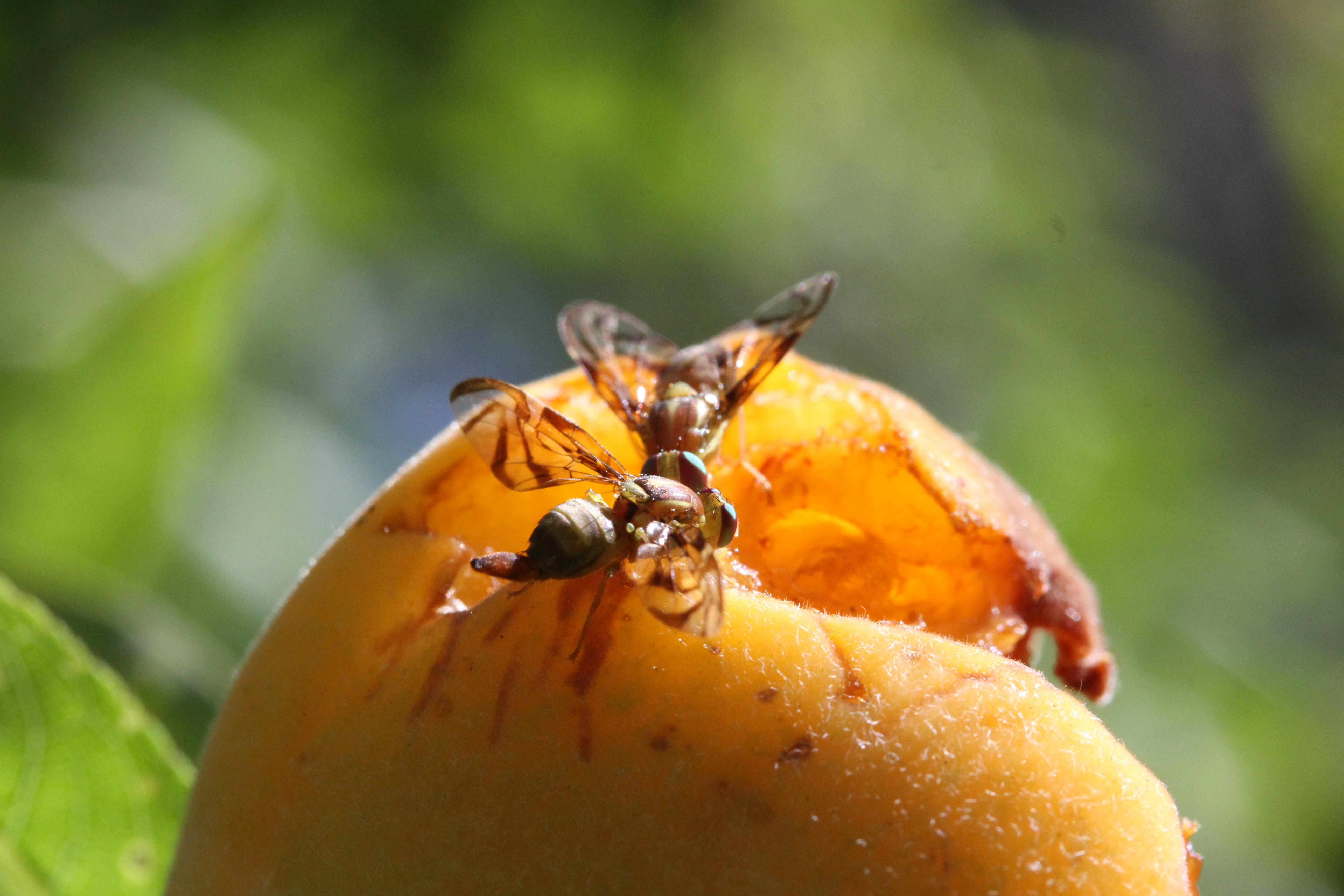 Rio Grande do Norte deve expandir território livre de mosca-das-frutas