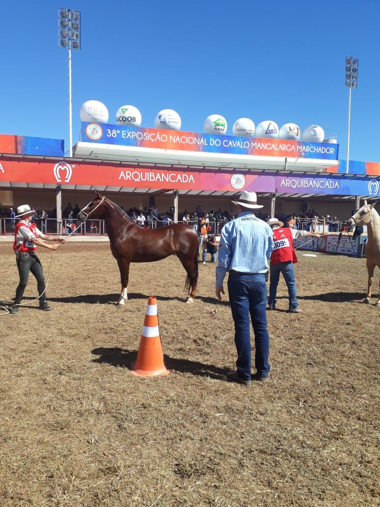 Animais competem durante a 38 Exposição Nacional do Cavalo Mangalarga Marchador. Foto: Marcelo Dias