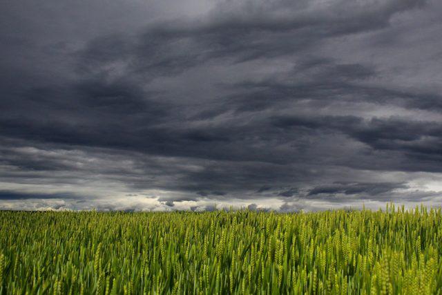 nuvens de chuva sobre trigo, previsão do tempo, previsão do tempo, chuvas