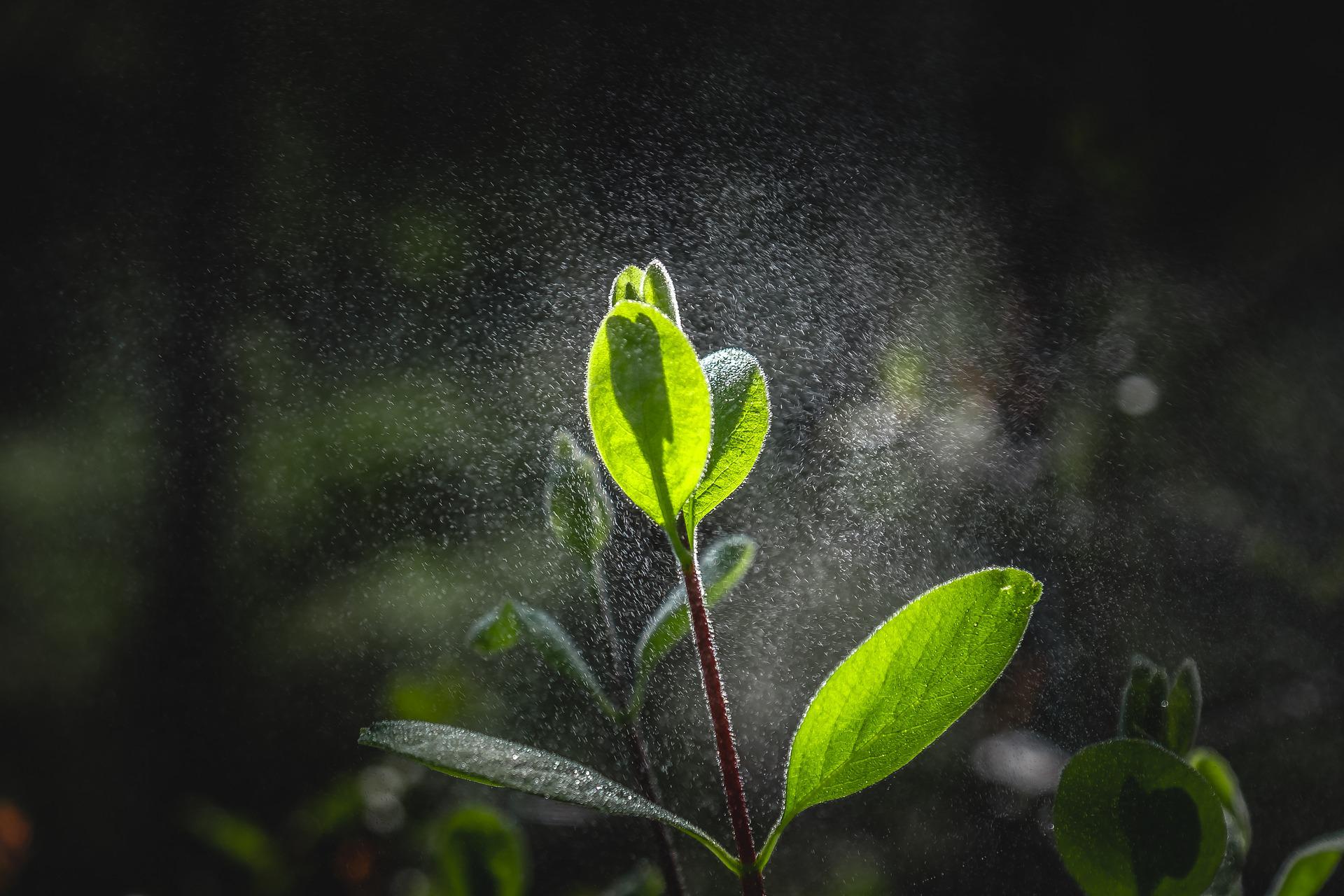 Garoa sobre planta