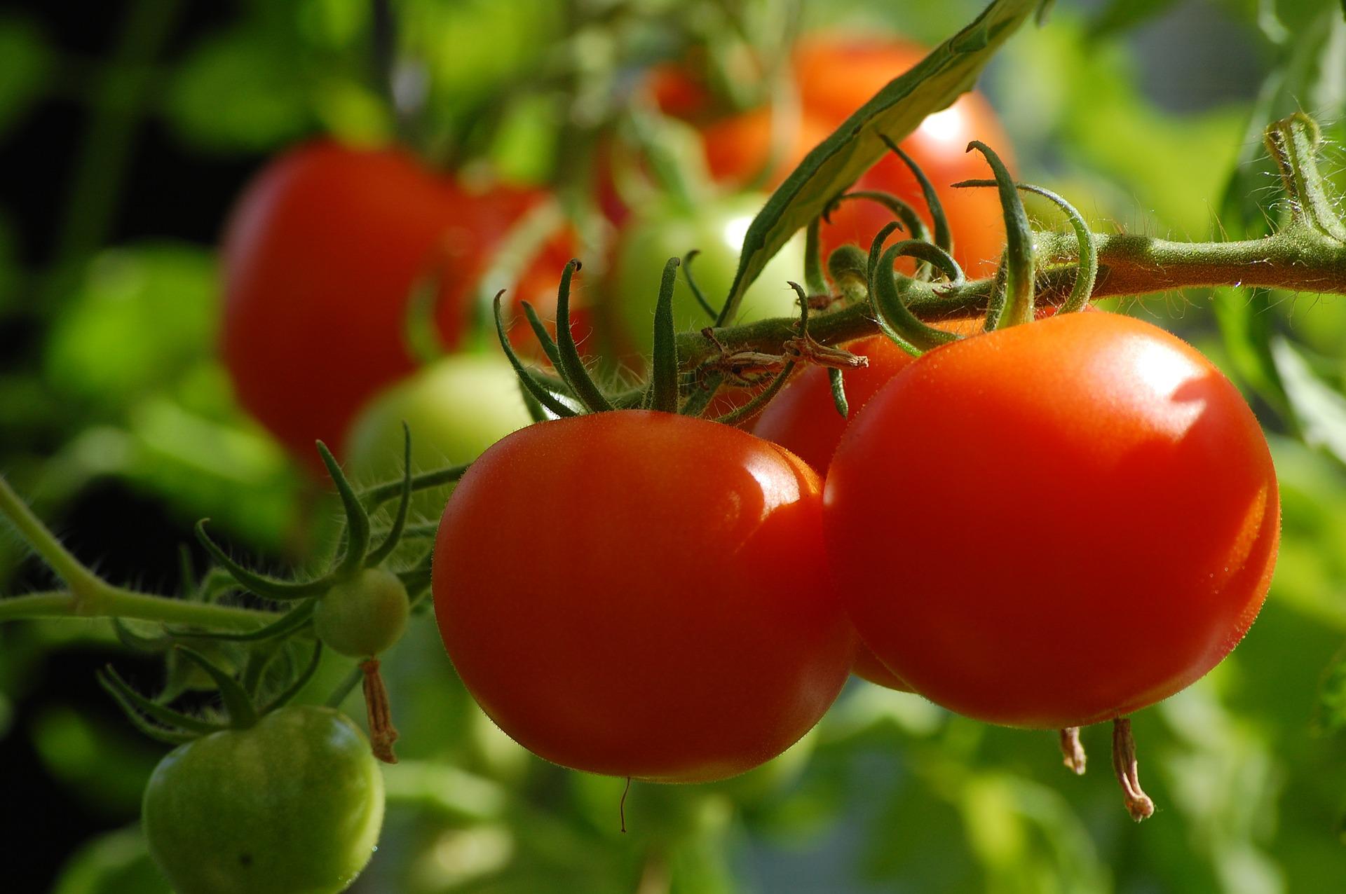 tomate, anvisa, agrotóxicos