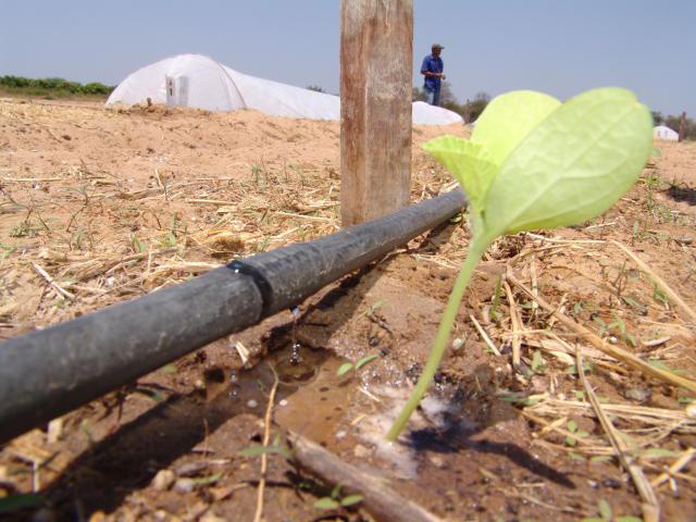 irrigação por gotejamento, energia elétrica para irrigação