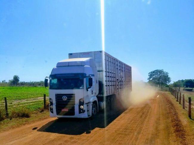 caminhão transporte bovinos