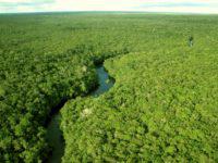 Amazônia, meio ambiente, floresta, fundo amazonia