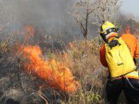 bombeiro apagando queimada, incêndio