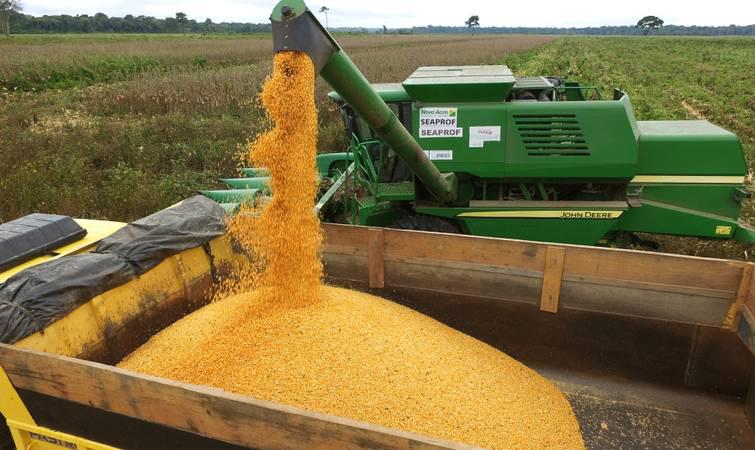 colheita do milho, grãos