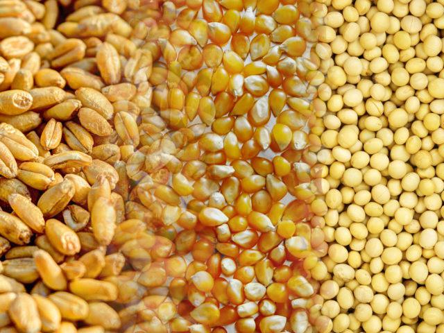 grãos grão soja milho trigo, preços