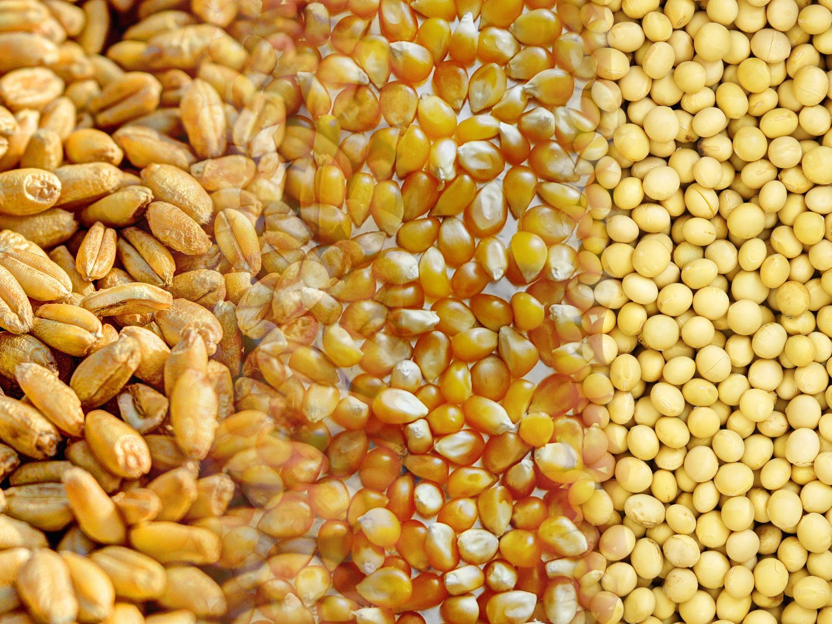 grãos grão soja milho trigo
