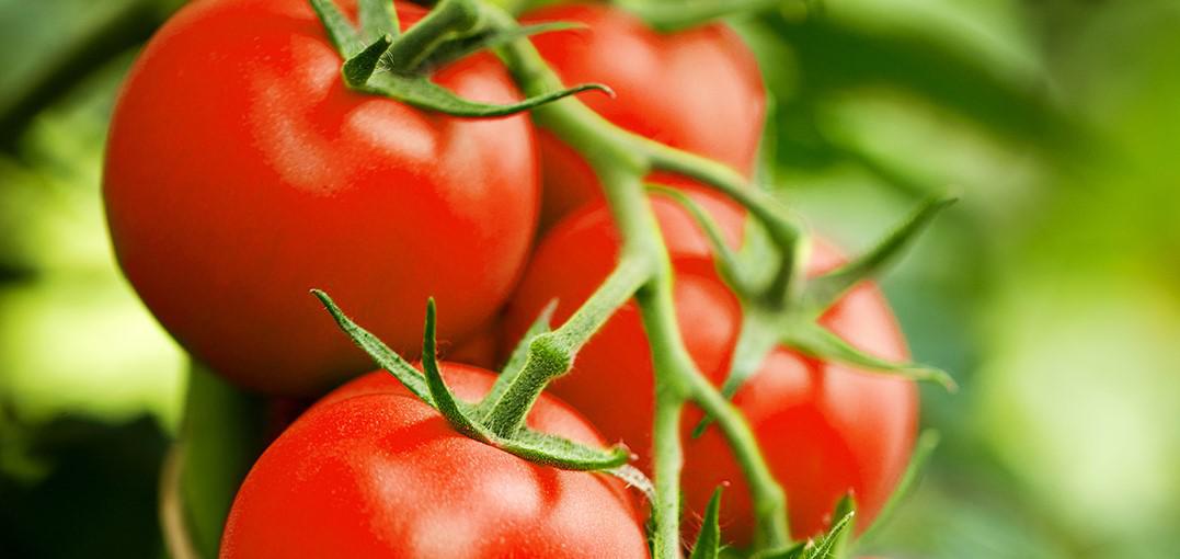 Fungicida melhora pós-colheita do tomate em até 14 dias