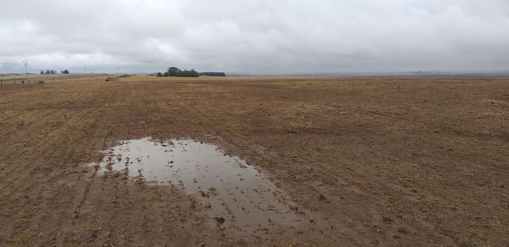 Chuva prejudica lavoura de soja no Rio Grande do Sul