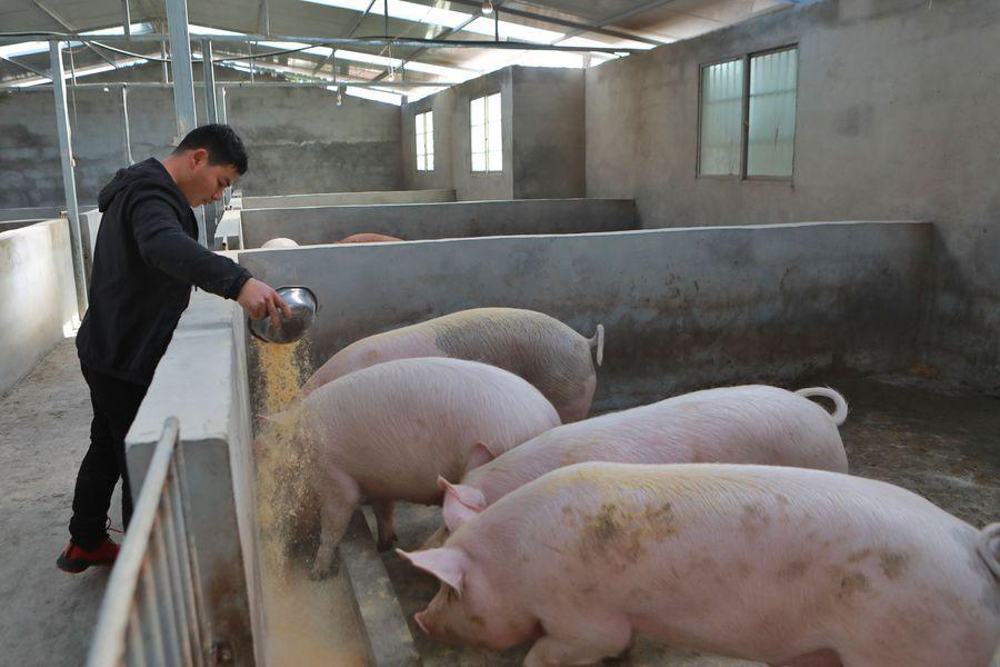 Criador chinês alimenta suínos em granja, peste suína africana