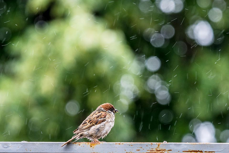 pássaro na chuva, previsão do tempo