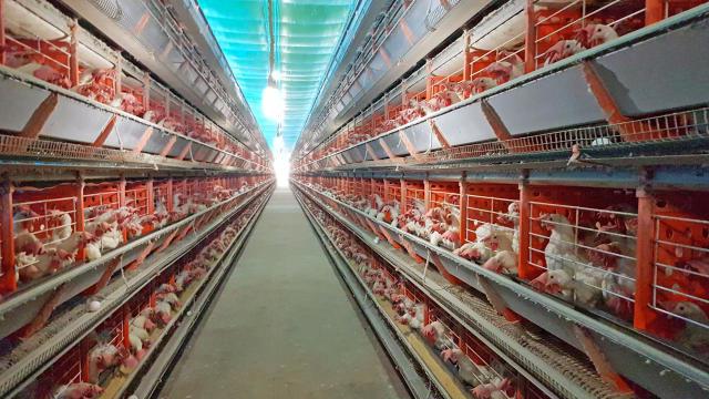 produção de ovos com galinhas criadas em gaiolas