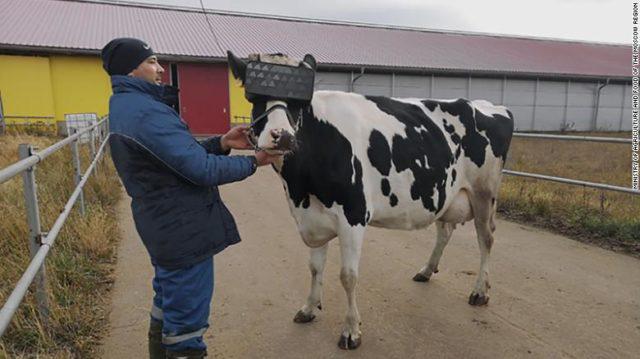 vaca usa óculos de realidade virtual