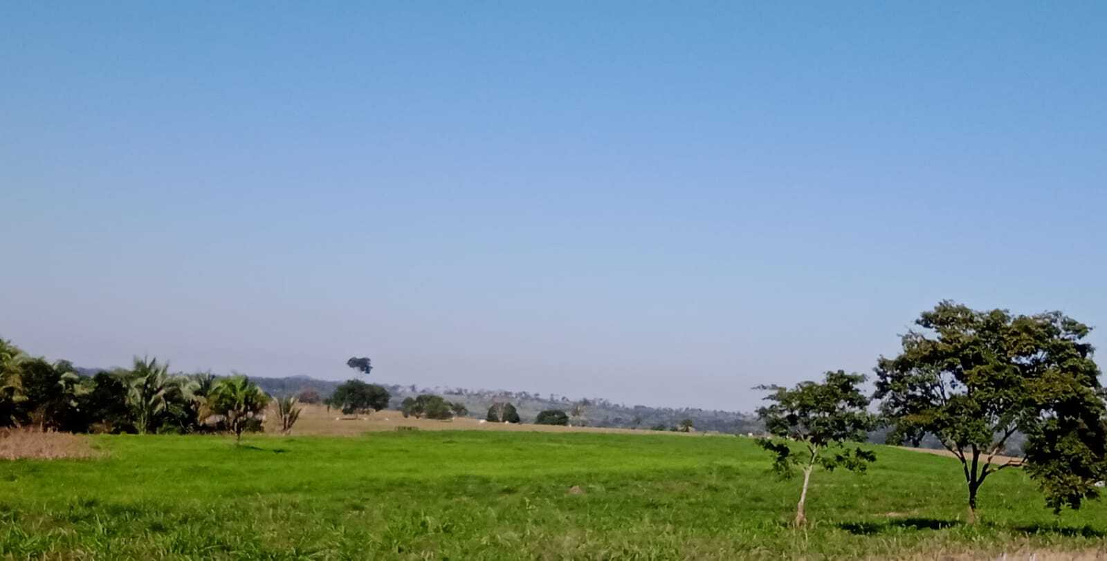 Pecuarista de Mato Grosso restaura pasto com 350t de alimentação para o gado