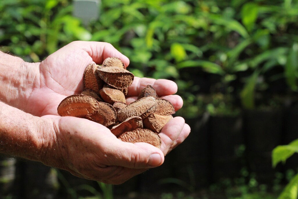 Castanha impulsiona desenvolvimento sustentável na Amazônia Castanha impulsiona desenvolvimento sustentável na Amazônia