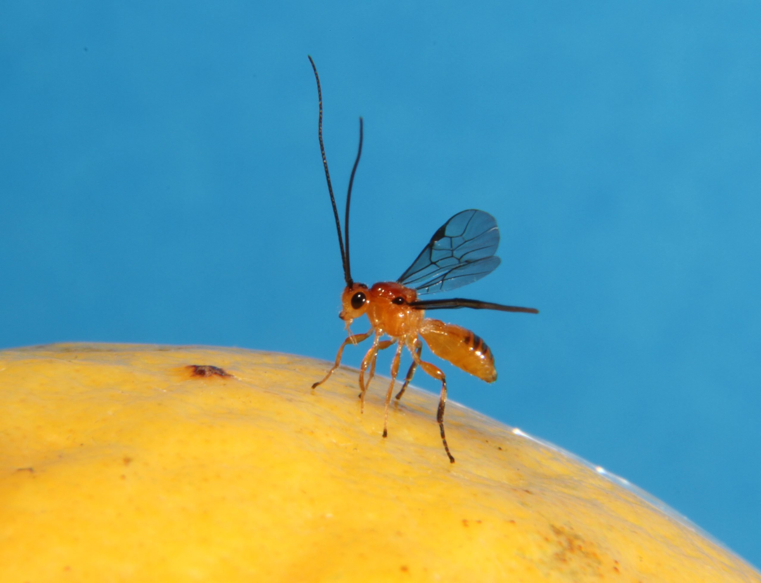 vespa que parasita mosca-das-frutas