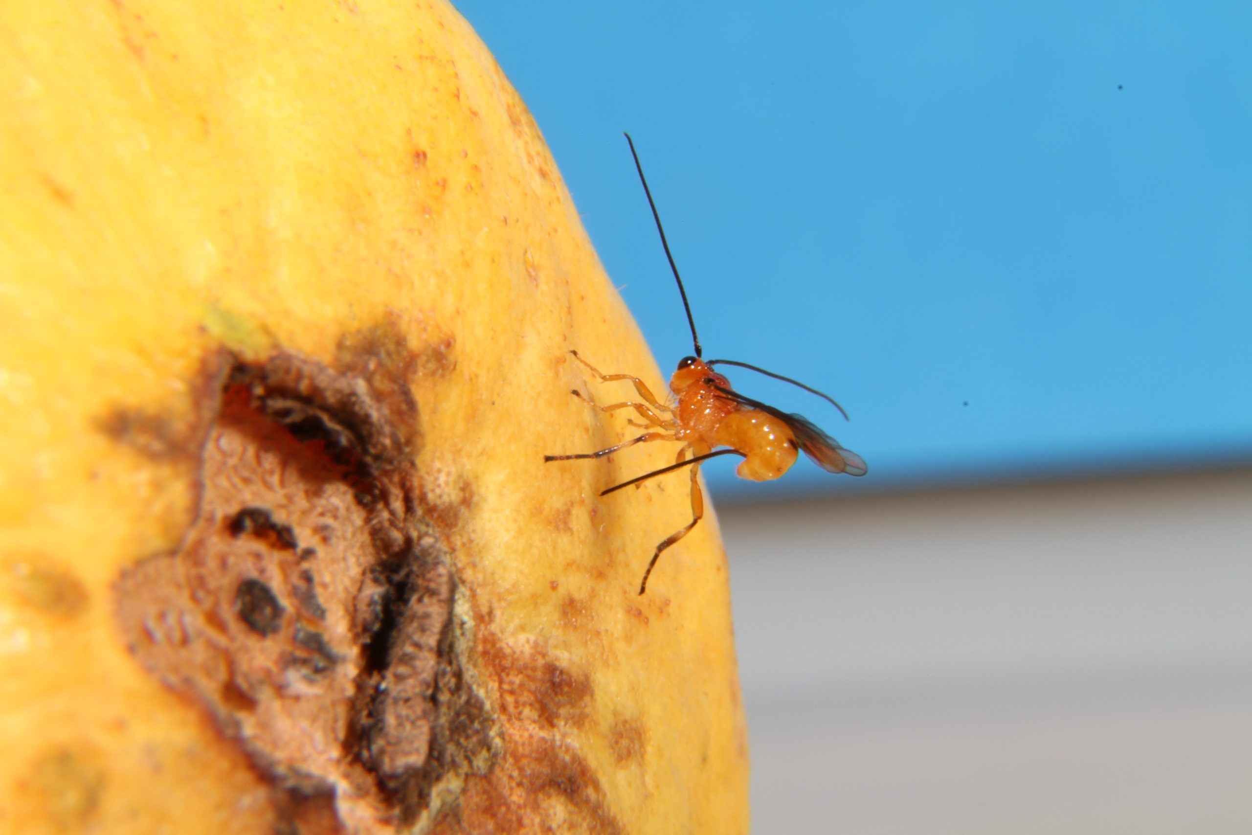 vespa que parasita larvas de mosca-das-frutas
