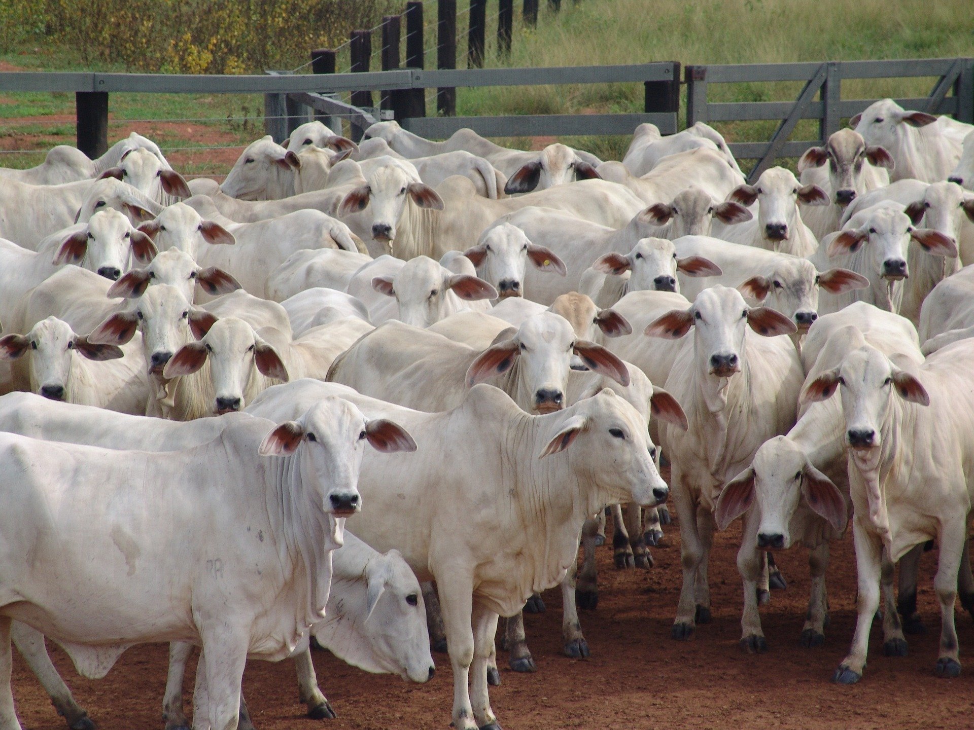 Cabeças de gado. Santa Rita de Cássia (BA), registrou o maior aumento no número de bovinos do estado, 15,5%, de 128,8 mil para 148,7 mil cabeças, de acordo com IBGE