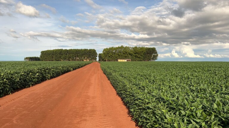 Fazenda Aymoré - Jaciara - MT