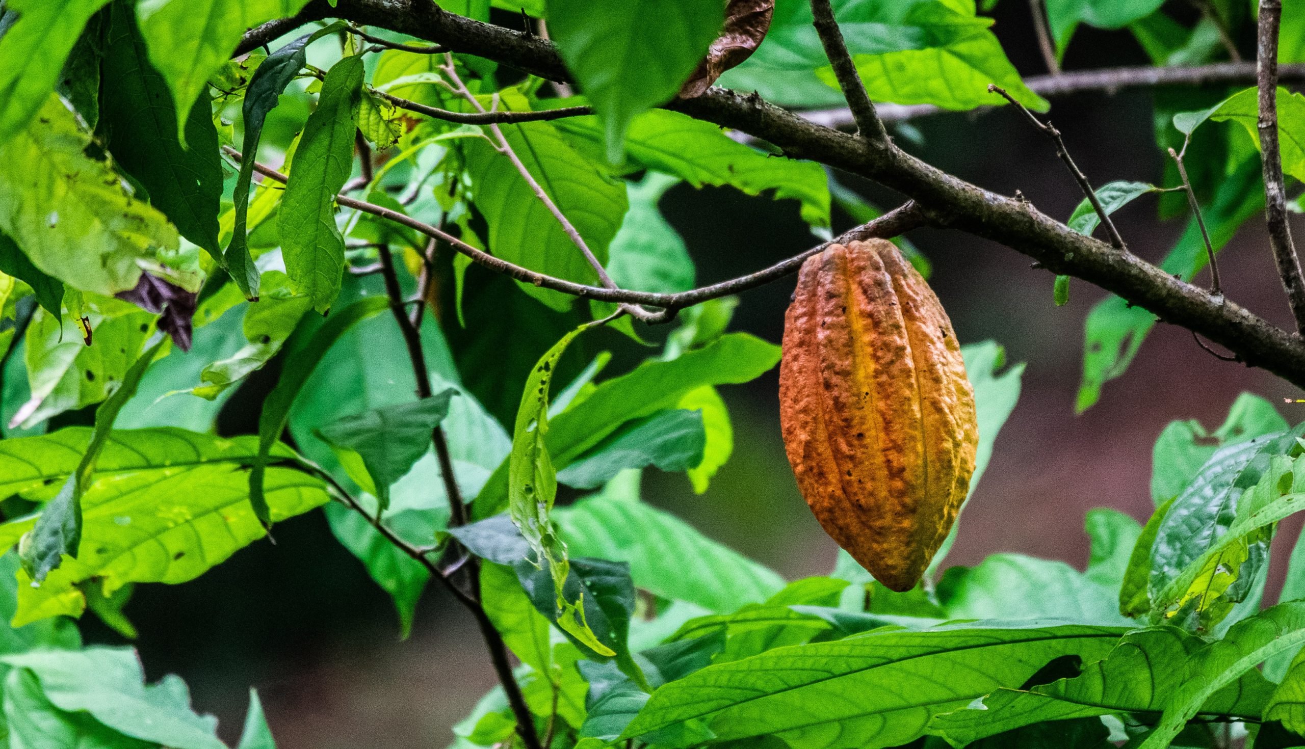 Vírus do Mosaico Moderado do Cacau (CaMMV - Cacao Mild Mosaic Vírus) foi encontrado em plantas no sul da Bahia. Informação confirmada pelo Mapa