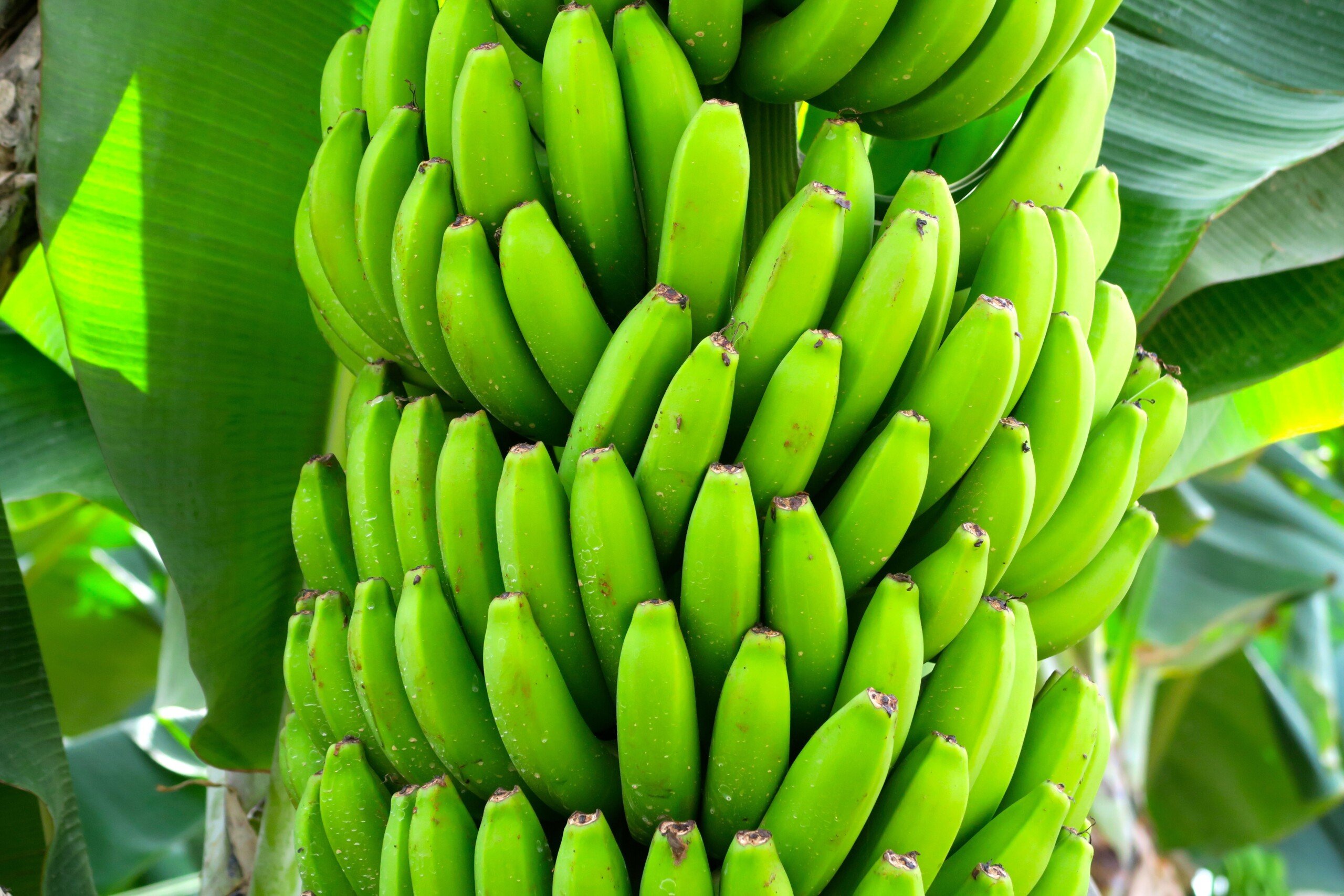 Dia da Banana, 22 de setembro. Bahia é o segundo maior produtor de banana do Brasil. De acordo com a Secretaria da Agricultura, Pecuária, Irrigação, Pesca e Aquicultura (Seagri), na última safra, o estado colheu 978 mil toneladas.