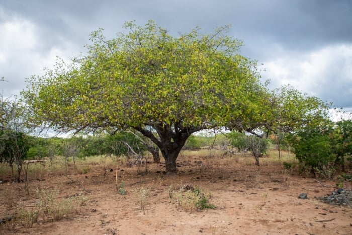 Árvore do umbu, umbuzeiro, presente no semiárido brasileiro e na Caatinga