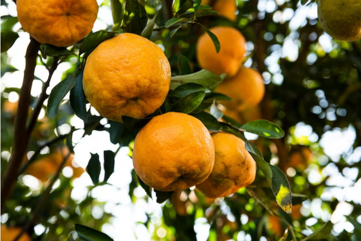 tangerina, citros