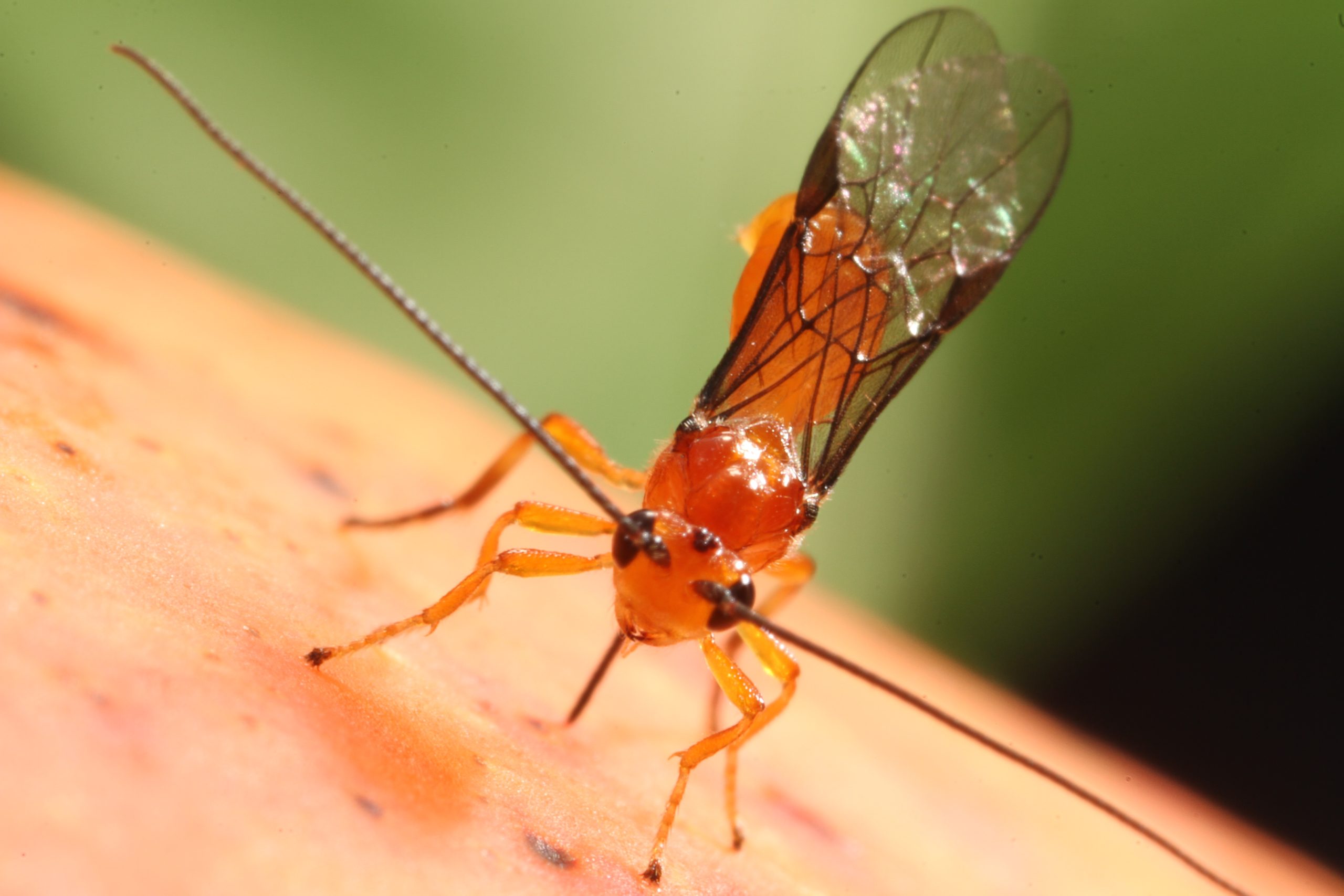vespa que parasita a mosca-das-frutas