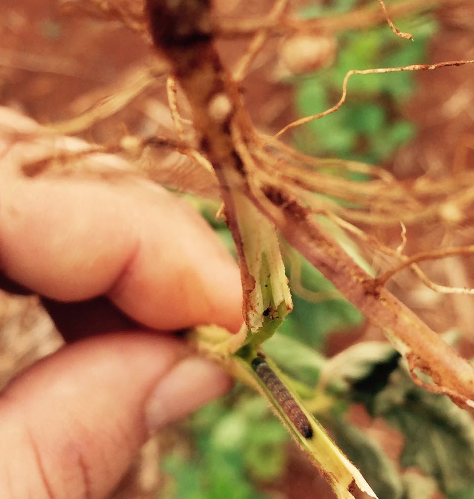 Lagarta elasmo (Elasmopalpus lignosellus), praga que penetra na planta de soja à altura do colo. Foto: Fundação Mato Grosso