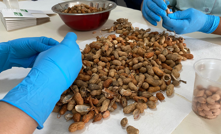 Amendoim: mais duas empresas de SP são habilitadas para exportação à União Europeia