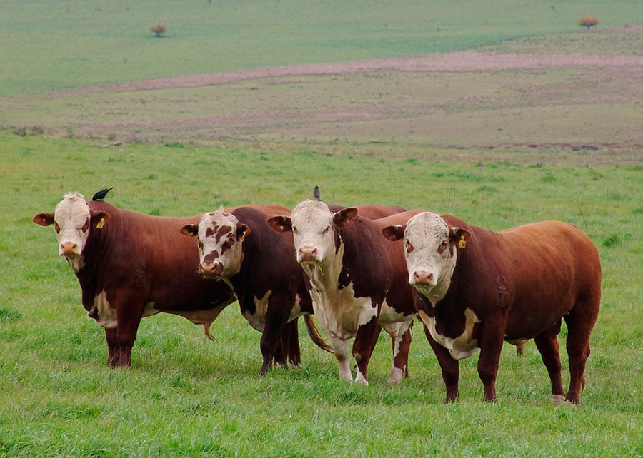 Carne bovina: preços seguem firmes frente à baixa oferta
