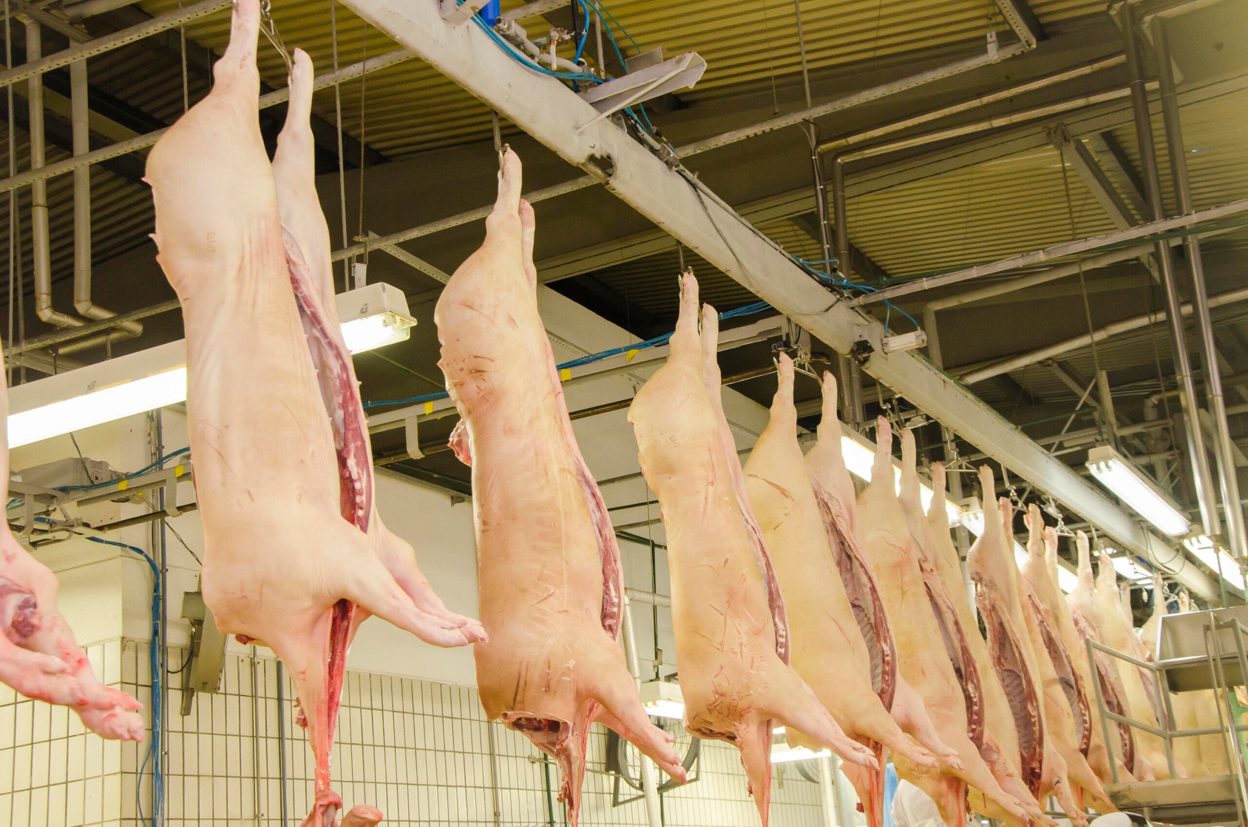 Carnes: preço de venda do suíno mudou de patamar em junho, diz ABCS