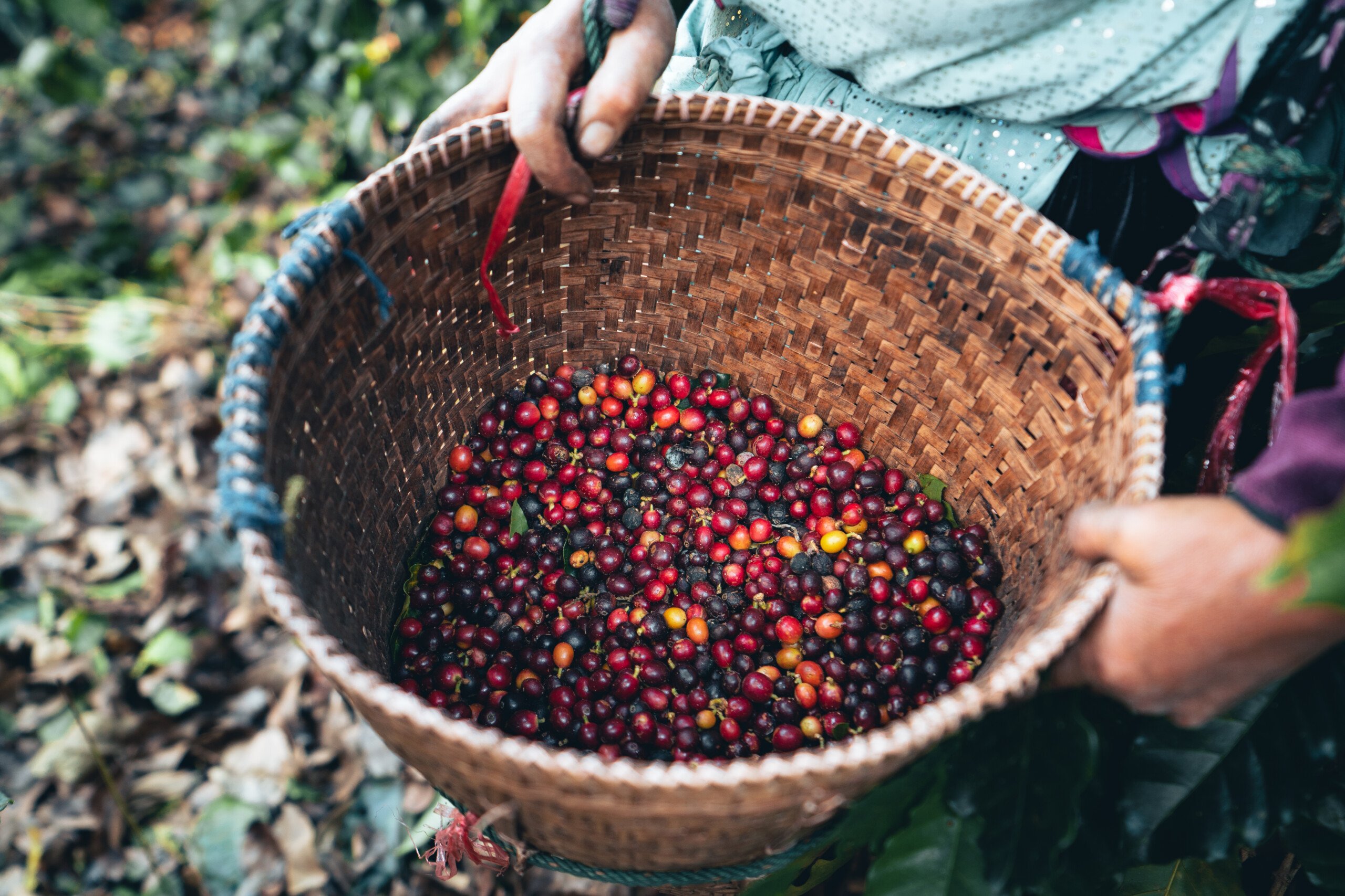 coffee and arabica coffee plantation harvest day 2022 01 28 18 30 33 utc scaled