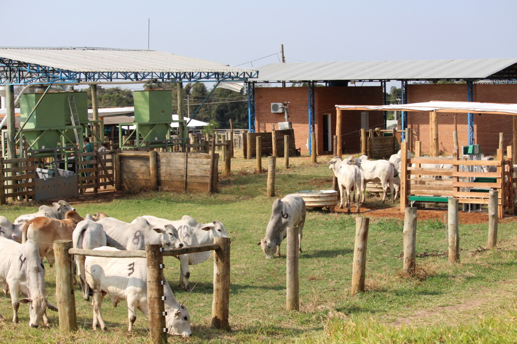 Confinamento gado bovinos - embrapa