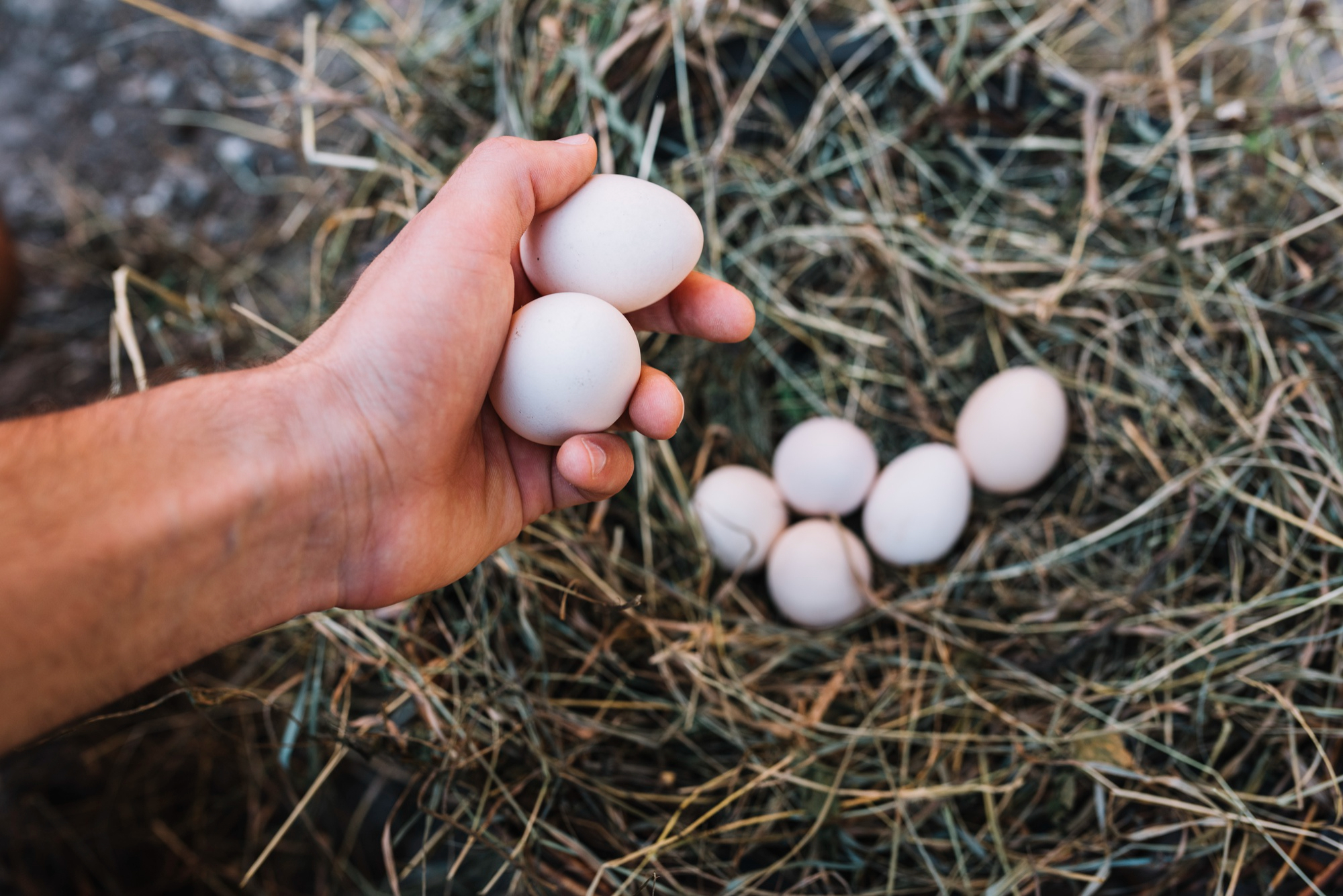 De acordo com o IBGE, a produção de ovos na Bahia bateu a marca de 20,8 milhões de dúzias no segundo trimestre de 2023