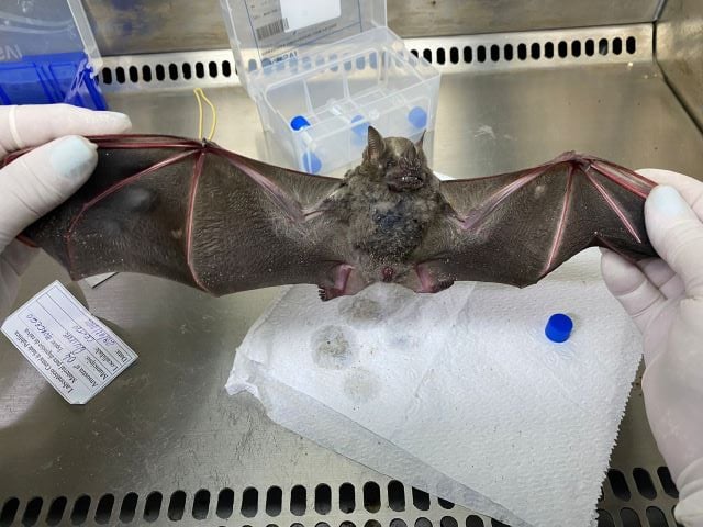Morcego - raiva - vírus