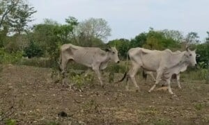 gado, multa, ms, fazendeiro