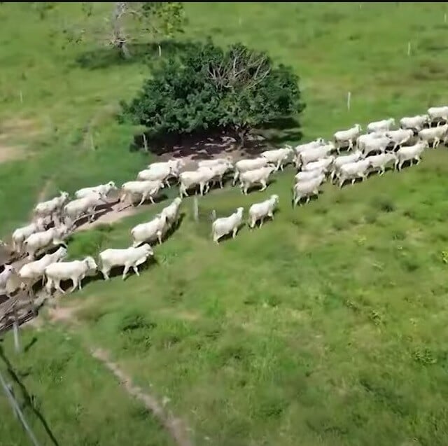 gado prosa com o deva canal rural mato grosso