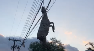 animais, morte, ciclone, Rio Grande do Sul