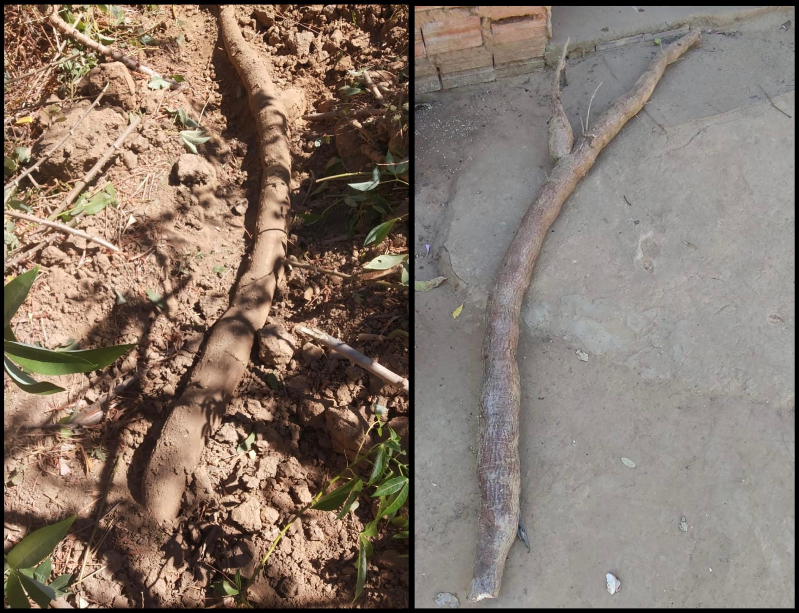 Mandioca de 2,2 metros colhida em e sítio de idoso de 101 anos em Formosa do Rio Preto (BA)