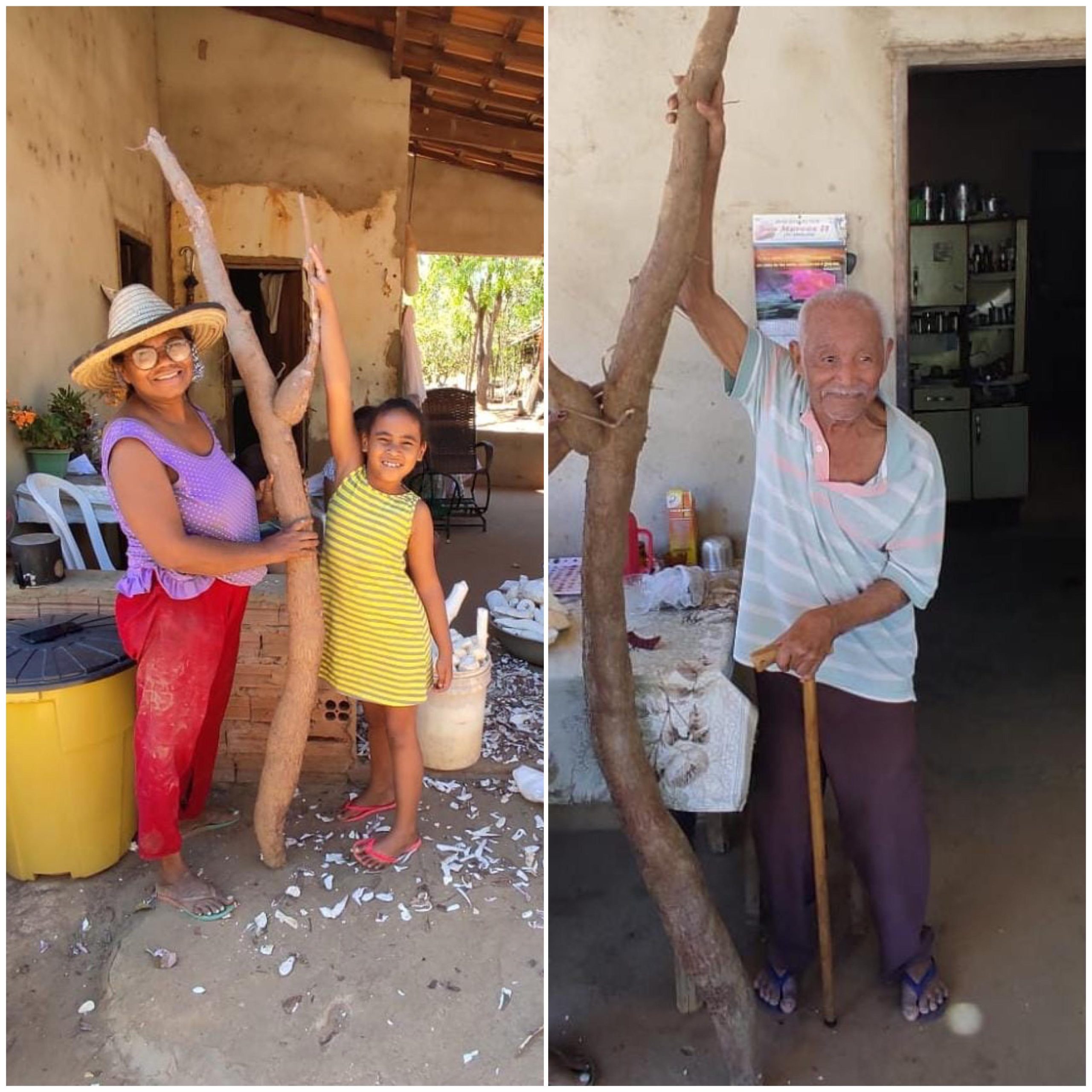 Mandioca de 2,2 metros colhida em e sítio de idoso de 101 anos em Formosa do Rio Preto (BA)