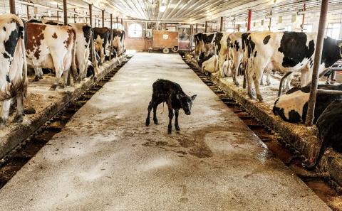 Modern Dairy, China, fazenda
