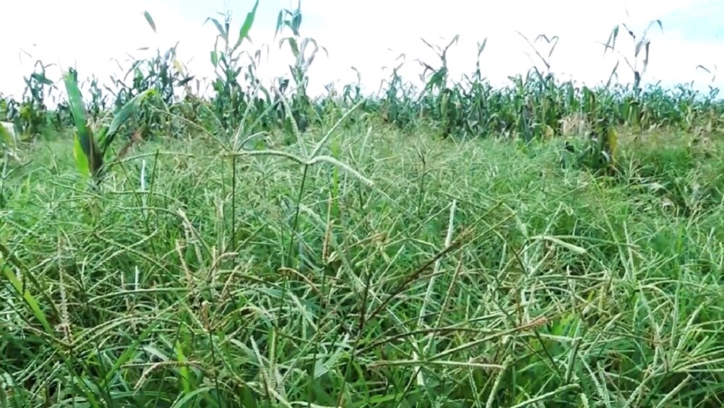Soja terá companhia de plantas de difícil controle em MT 