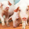 suínos, circovirose, reprodução suína