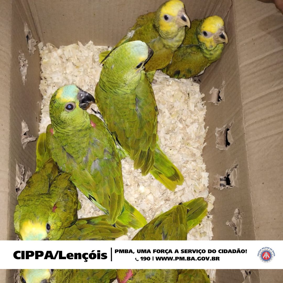 Dois homens que transportavam 46 aves silvestres foram presos nesta segunda-feira (2), em uma operação da PM Ambiental, em Lençóis (BA)