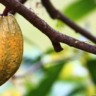 Cacau em pauta. Estados se reúnem para discutir monilíase do cacaueiro